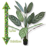 Umjetni cvijet - Calathea 1,5m G706 - Mediteran Shop